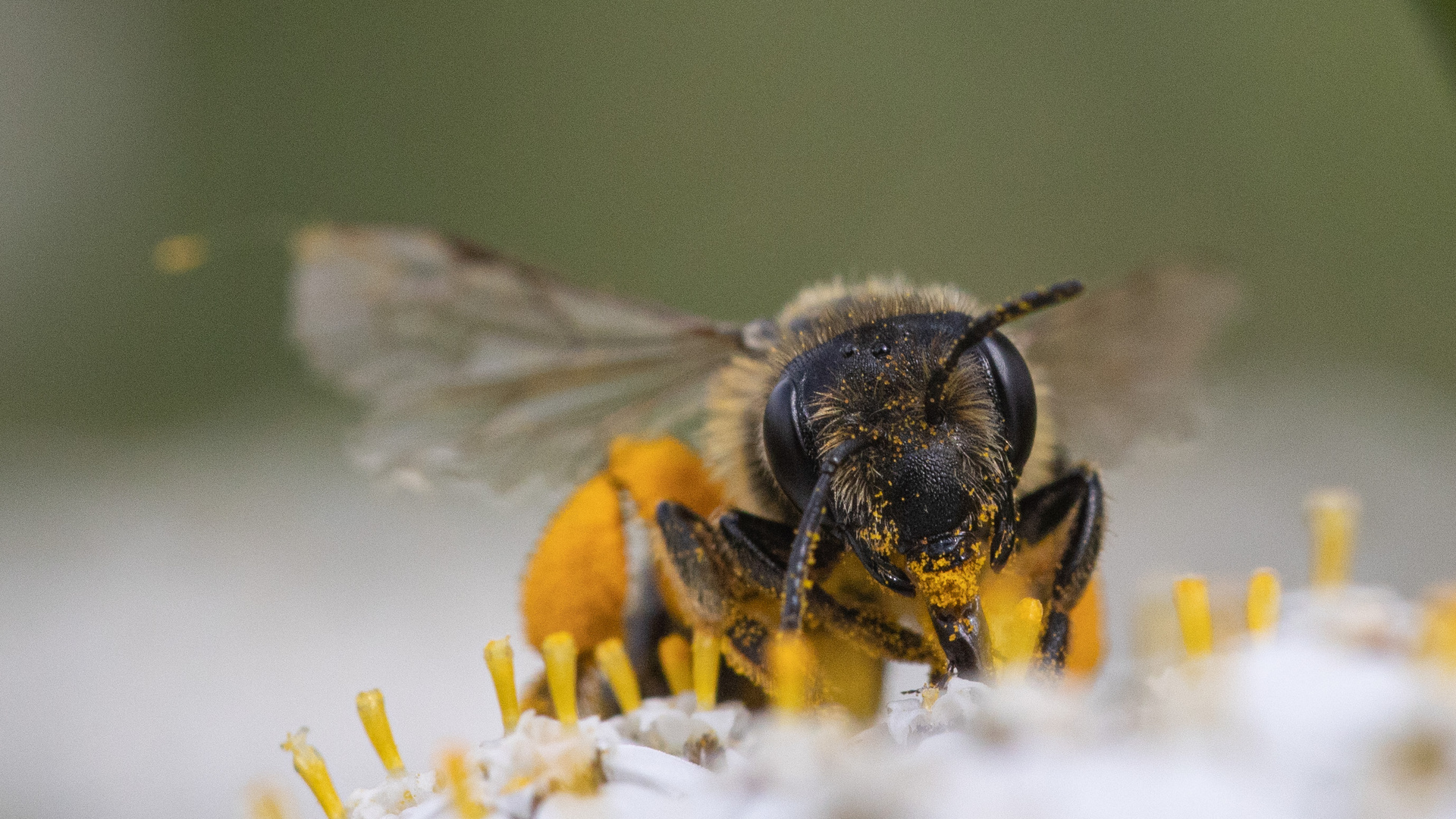 Wildbiene frontal beim Nektar saugen