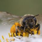 Wildbiene frontal beim Nektar saugen
