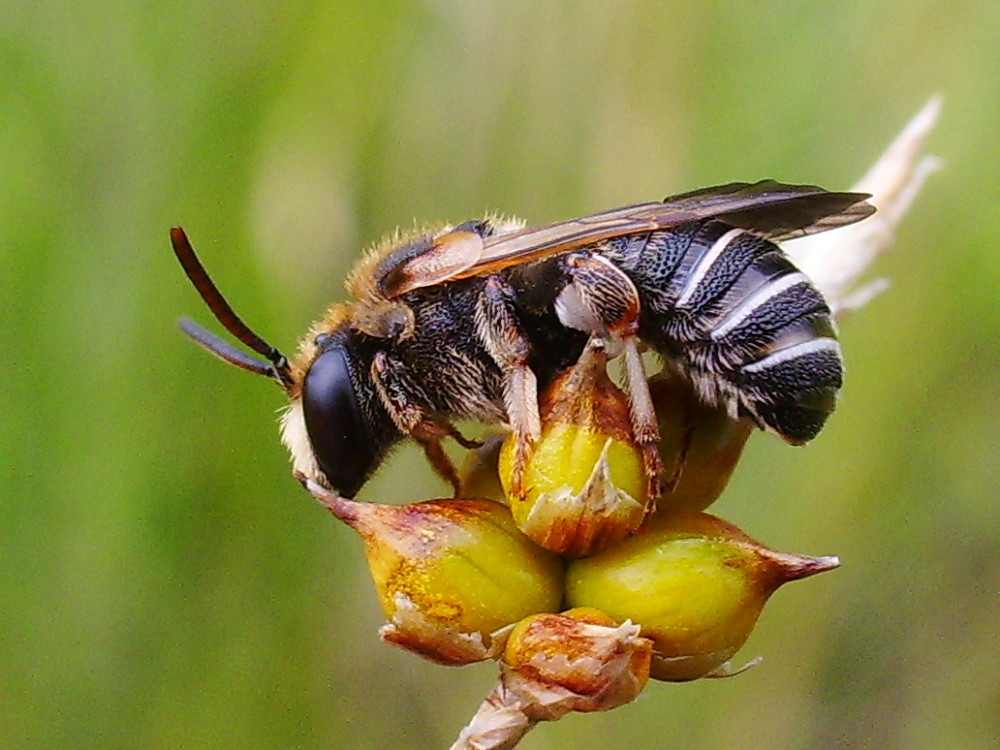 Wildbiene (Gattung Nomia)