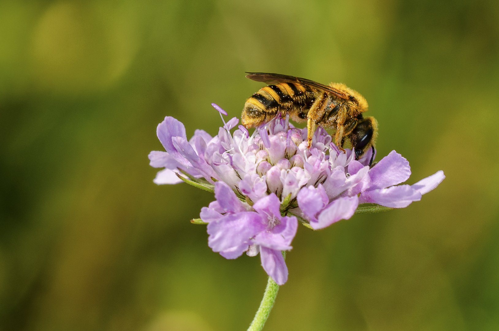 Wildbiene (Halictus spec.)