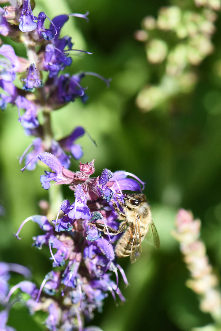 Wildbiene hat Interesse an Salbeiaromen