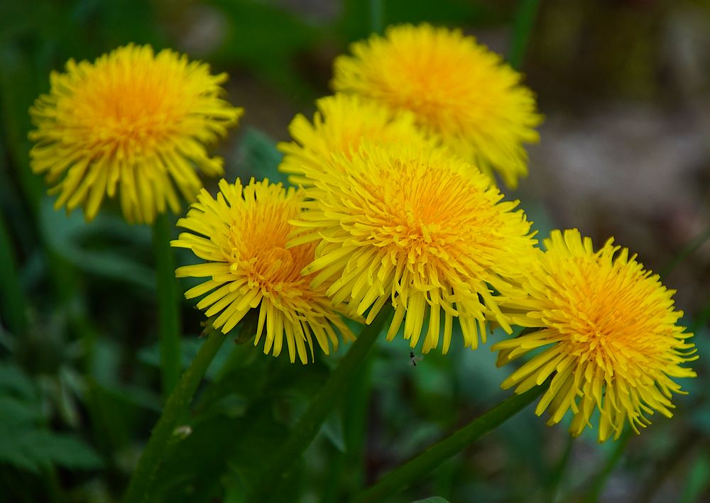 Wildbiene im Anflug auf Löwenzahn