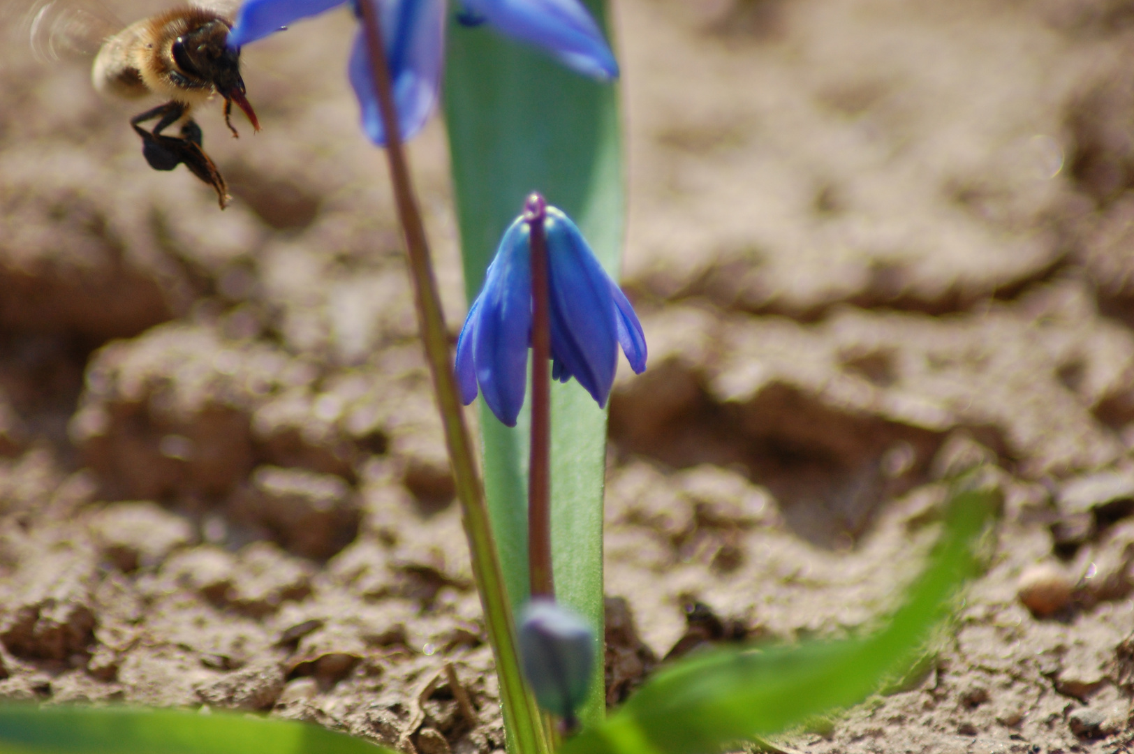 Wildbiene im Anflug