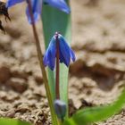 Wildbiene im Anflug