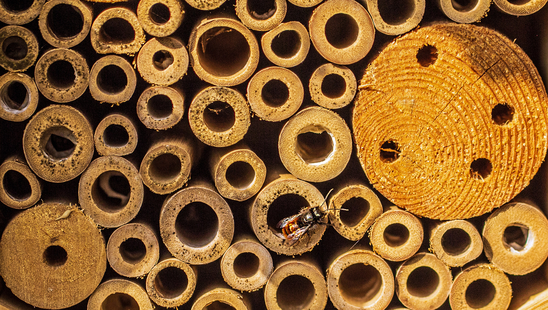 Wildbiene im Bienenhotel auf Zimmersuche