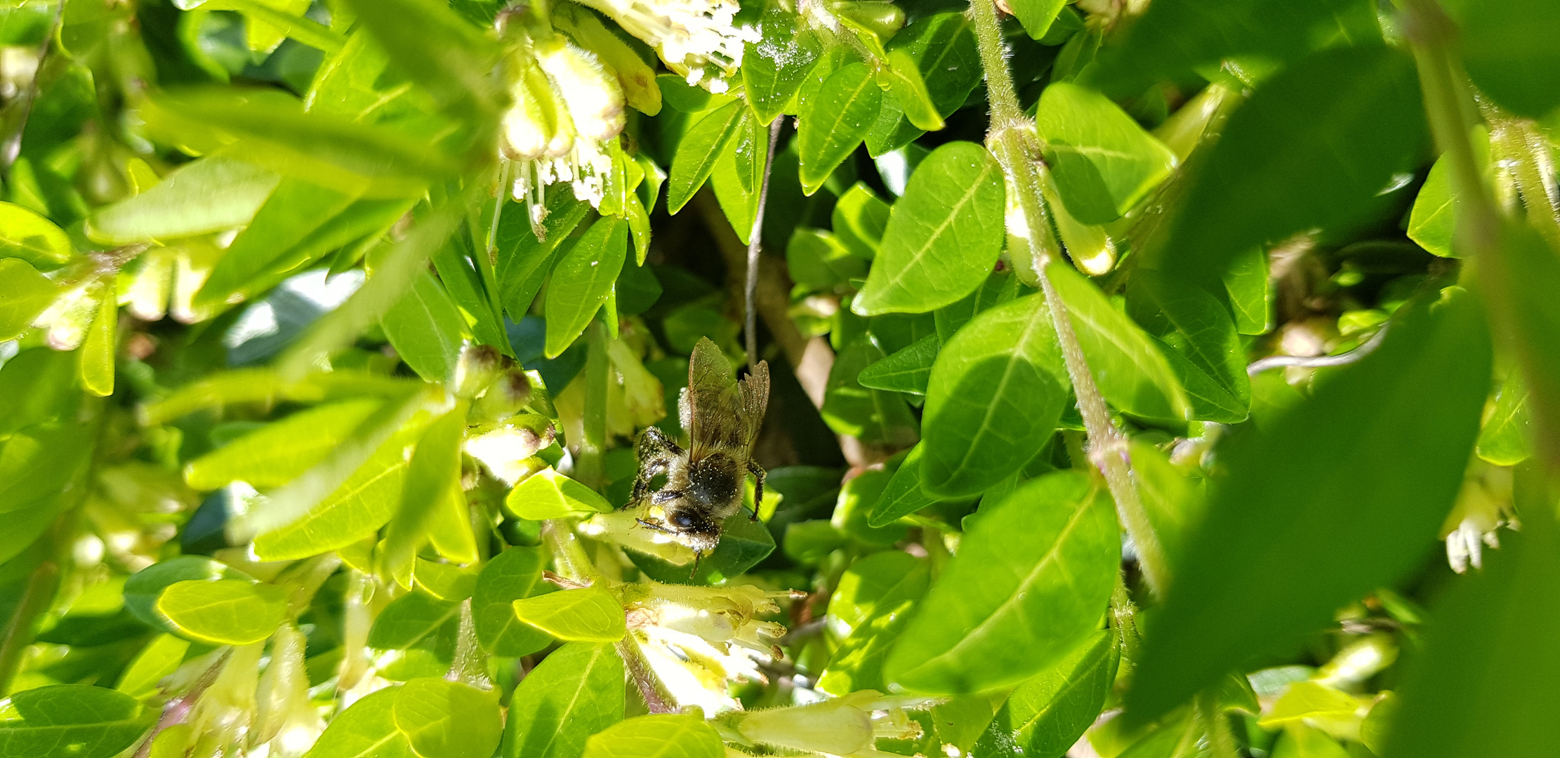 Wildbiene im Blütenstaubklrid