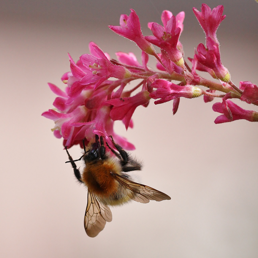Wildbiene im Frühling