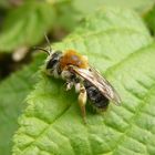 Wildbiene im heimischen Garten I