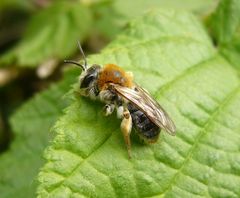 Wildbiene im heimischen Garten I