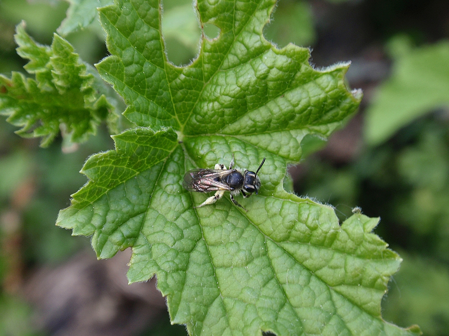 Wildbiene im heimischen Garten II