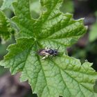 Wildbiene im heimischen Garten II