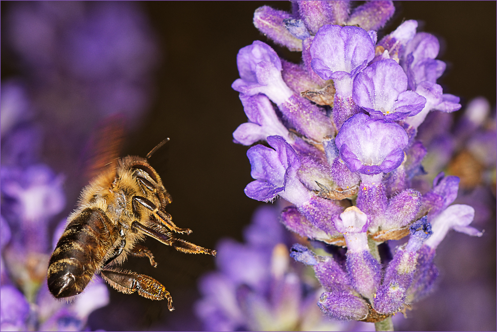 Wildbiene im Landeanflug