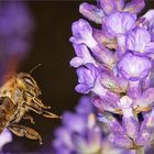 Wildbiene im Landeanflug