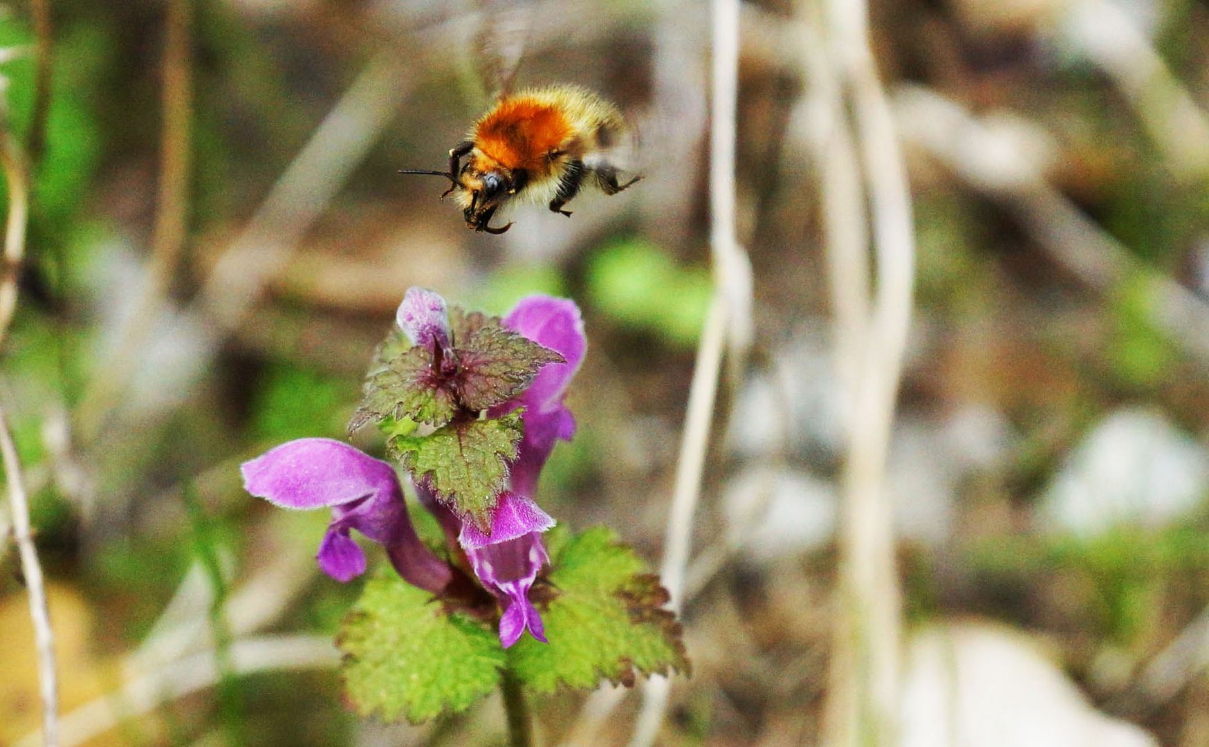 Wildbiene im Landeanflug