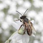 Wildbiene im Mai - vielleicht die Weiden-Sandbiene (Andrena vaga)