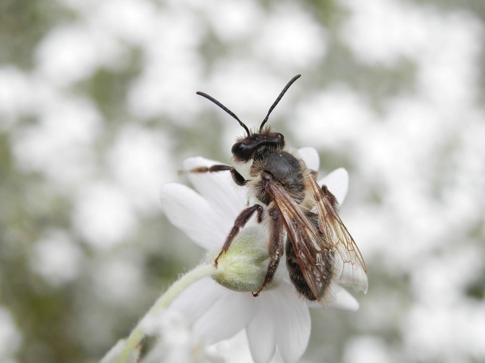 Wildbiene im Mai - vielleicht die Weiden-Sandbiene (Andrena vaga)