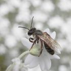 Wildbiene im Mai - vielleicht die Weiden-Sandbiene (Andrena vaga)