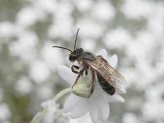 Wildbiene im Mai - vielleicht die Weiden-Sandbiene (Andrena vaga)