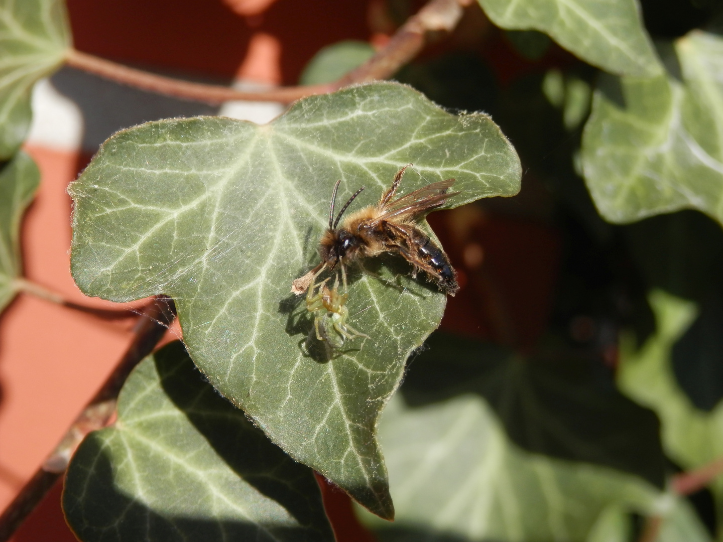 Wildbiene im Netz der Kräuselspinne (Nigma walckenaeri)