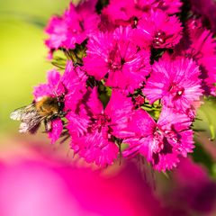 Wildbiene im Quadrat