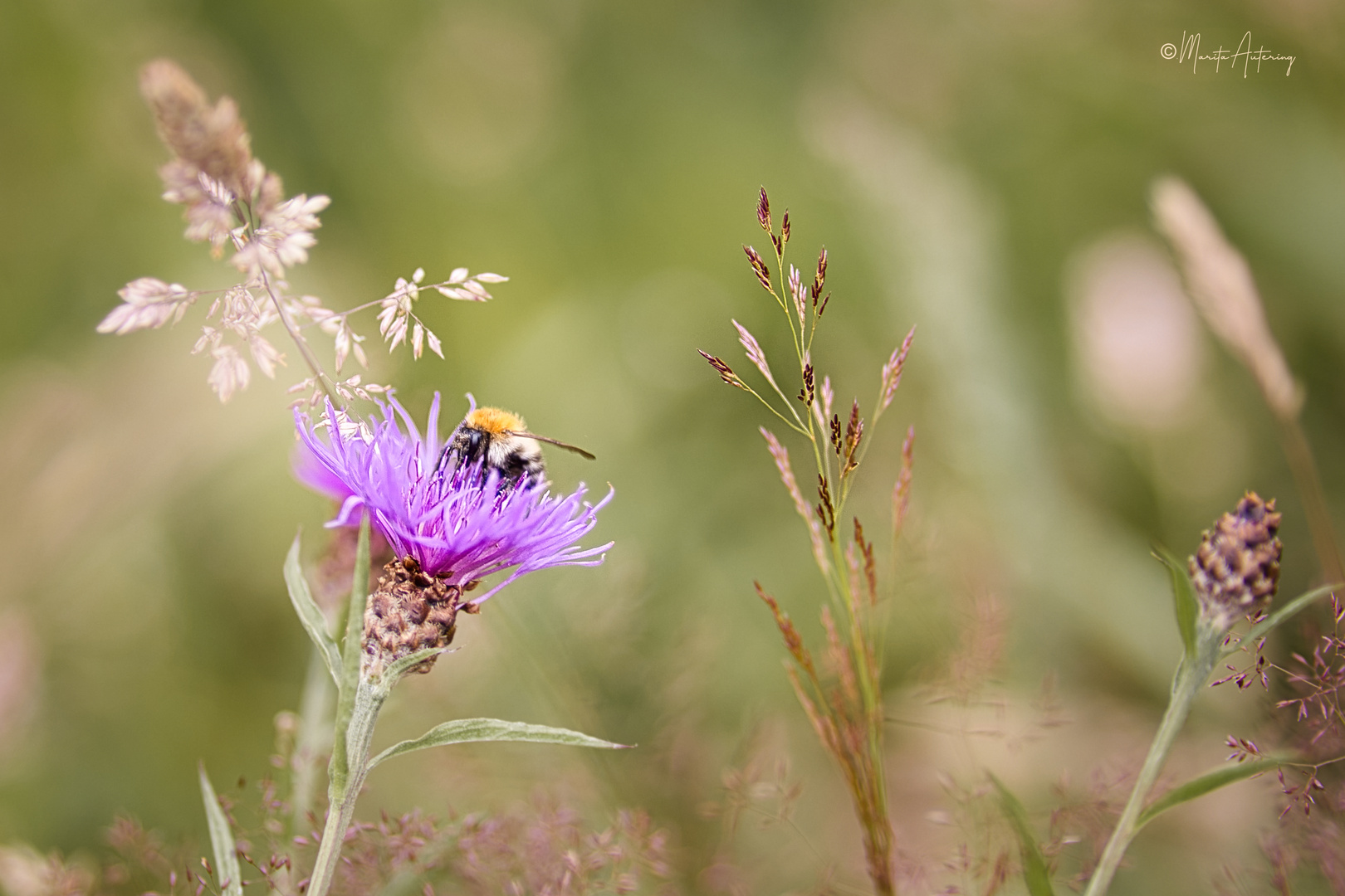 Wildbiene in Blühwiese