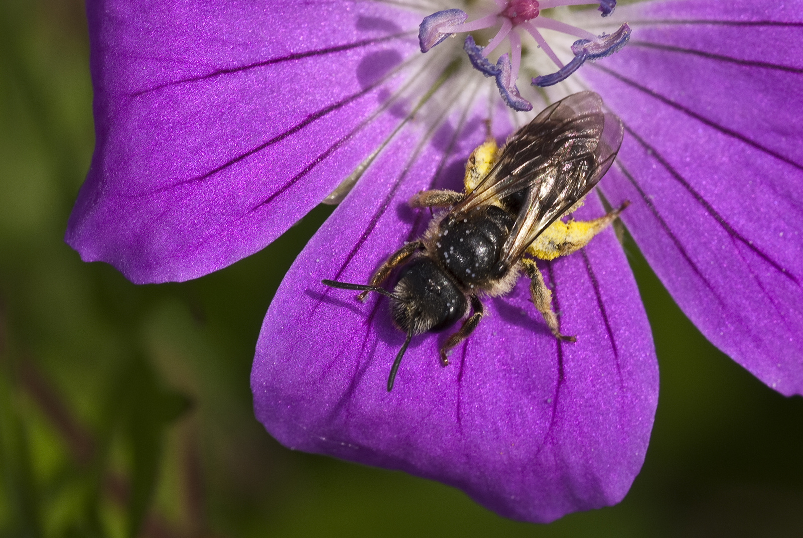 Wildbiene in der Blüte des Blutstorchschnabels.