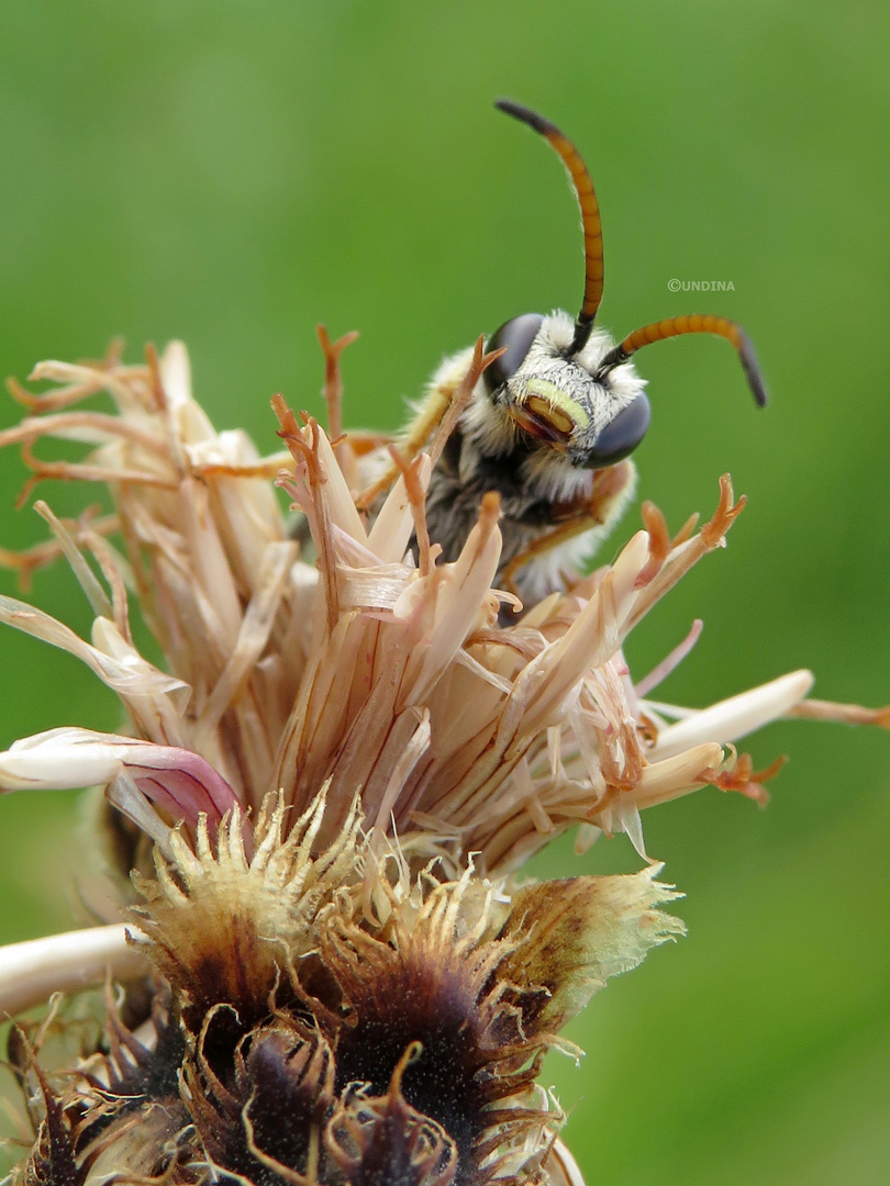 Wildbiene in ihrem Versteck