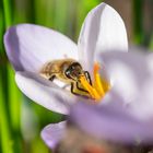 Wildbiene in Krokusblüte