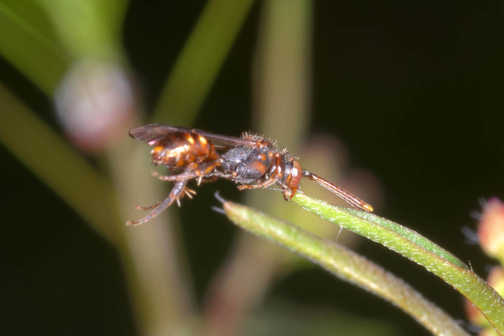 Wildbiene in Schlafstellung