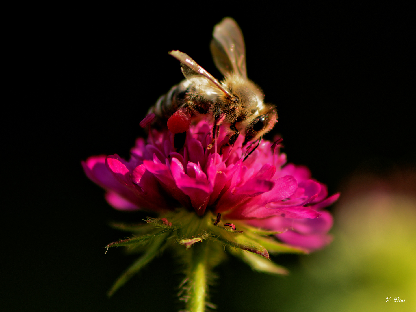 Wildbiene Mazedonische Witwenblume rote Beine