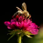 Wildbiene Mazedonische Witwenblume rote Beine