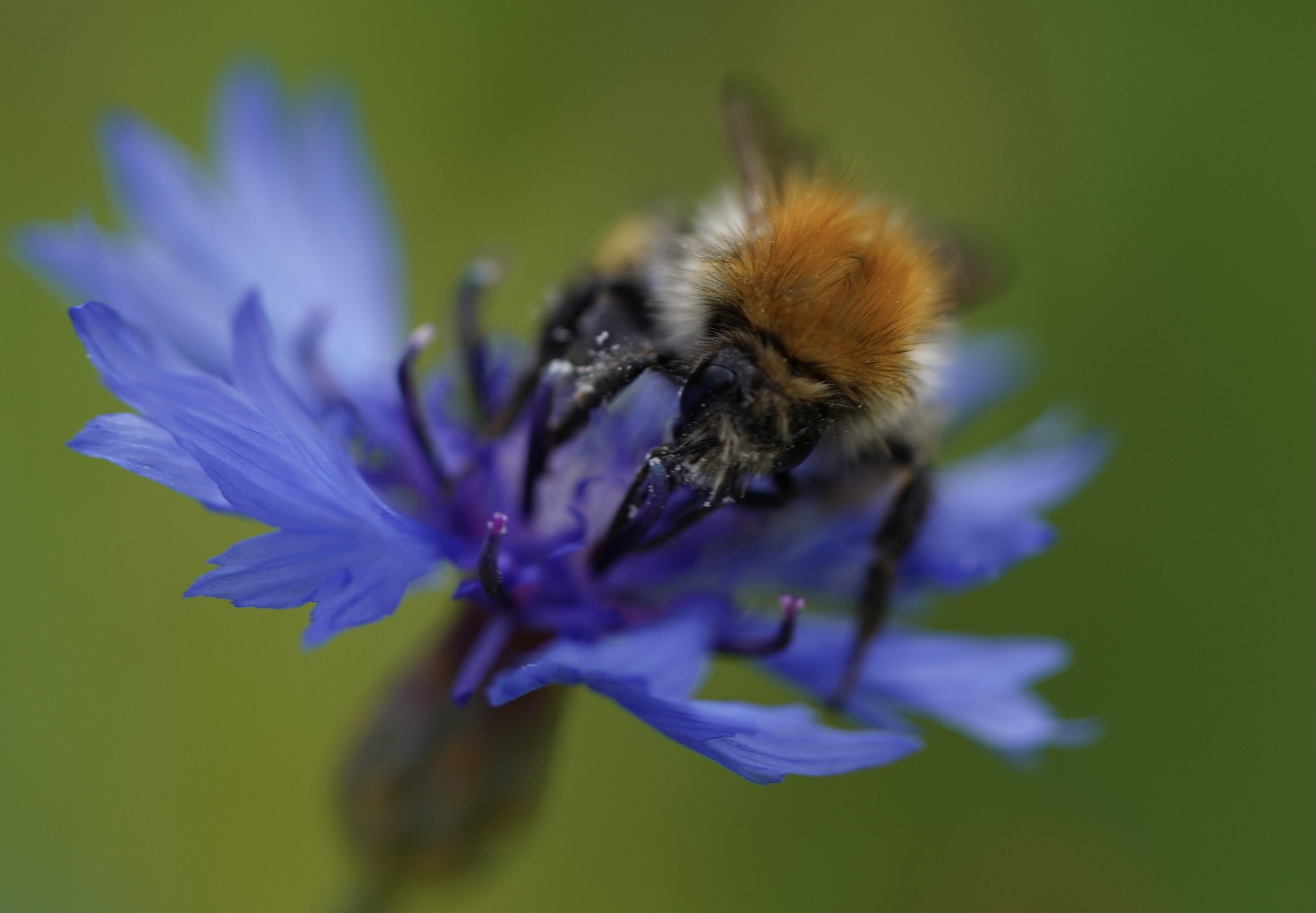 Wildbiene meets Kornblume 