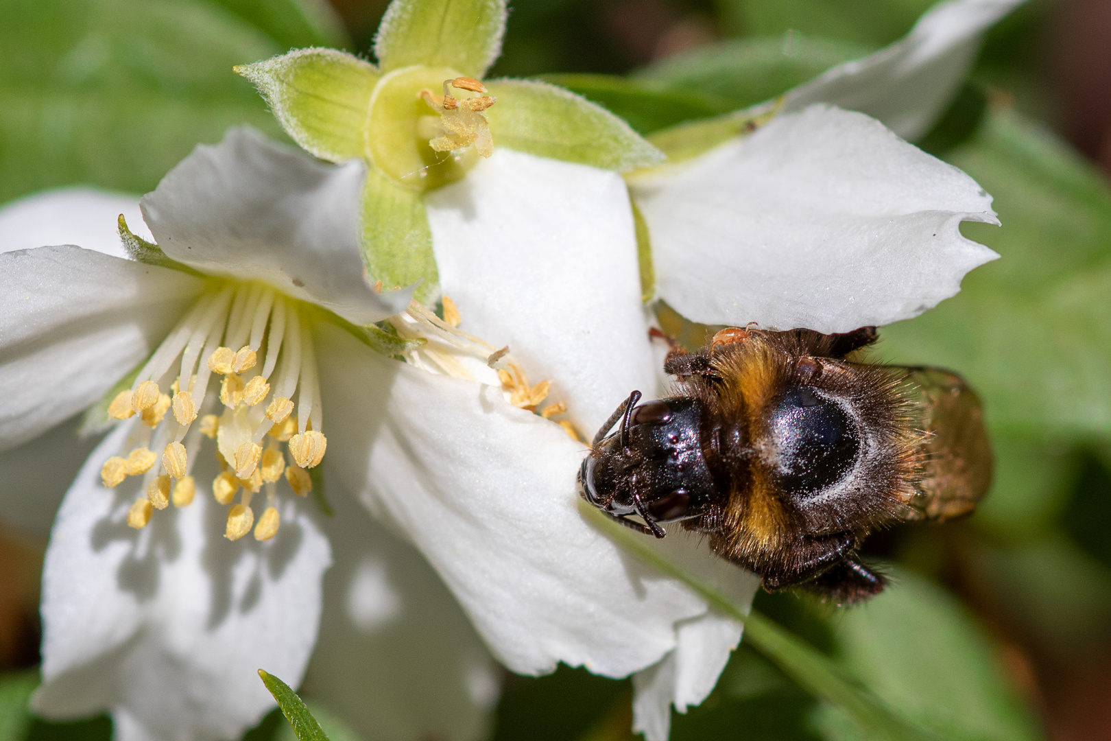 Wildbiene mit blindem Passagier