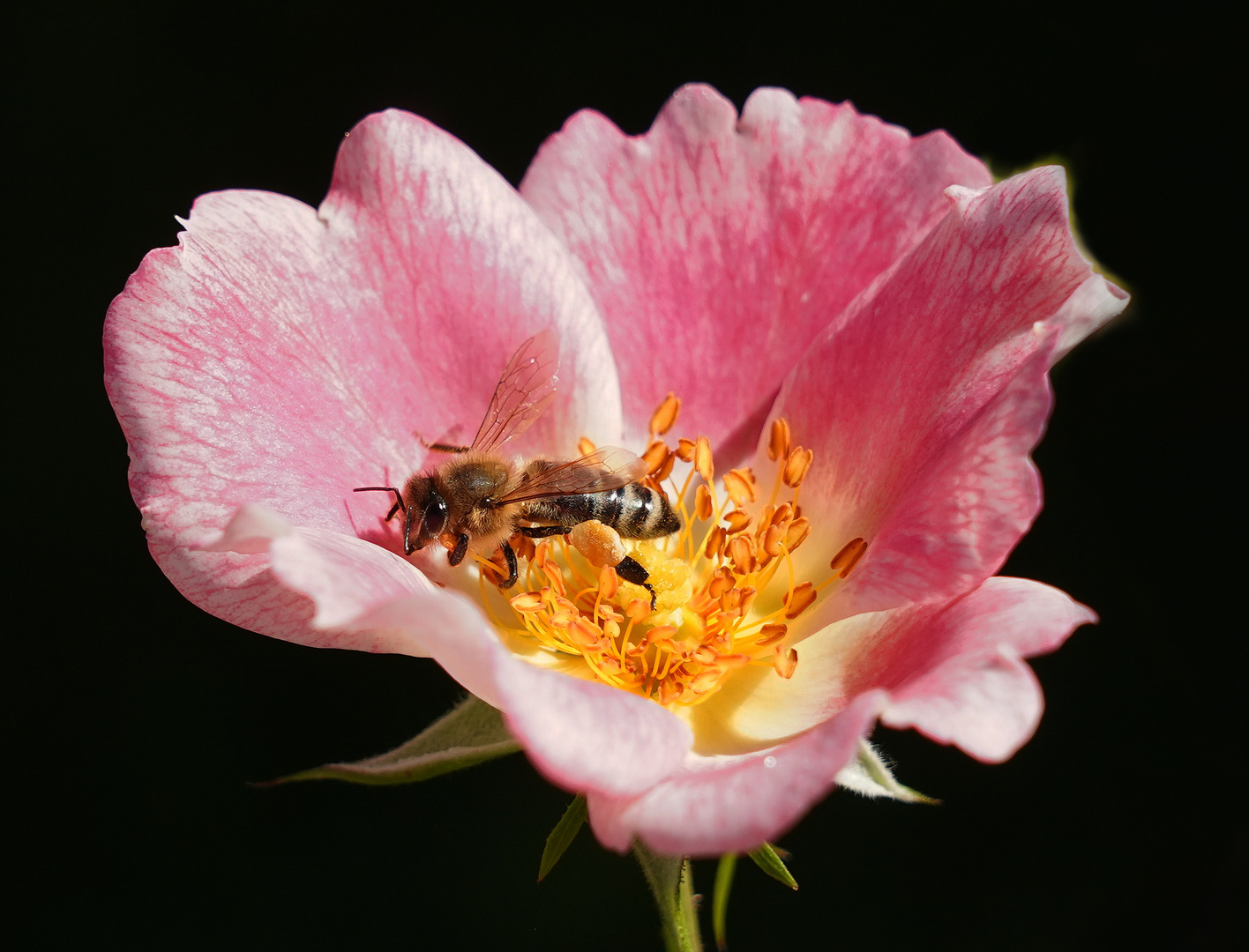 Wildbiene mit Pollen