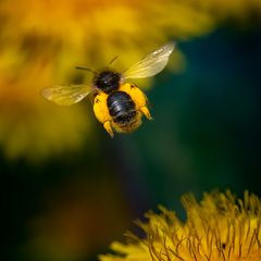 Wildbiene mit Pollenhöschen