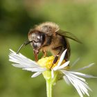 Wildbiene mit rausgestreckter Zunge