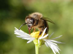 Wildbiene mit rausgestreckter Zunge