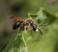 Wildbiene mit weißem Bart (1)