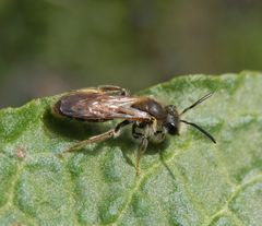 Wildbiene mit weißem Bart (2)