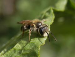 Wildbiene mit weißem Bart (3)