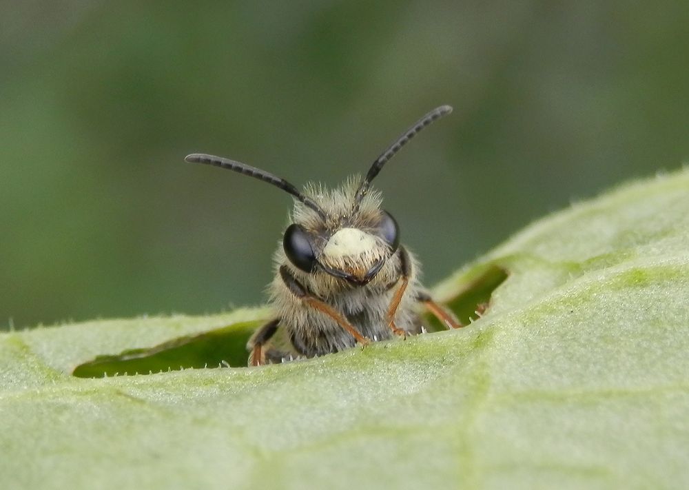 Wildbiene mit weißem Bart (4) - Makro von vorne