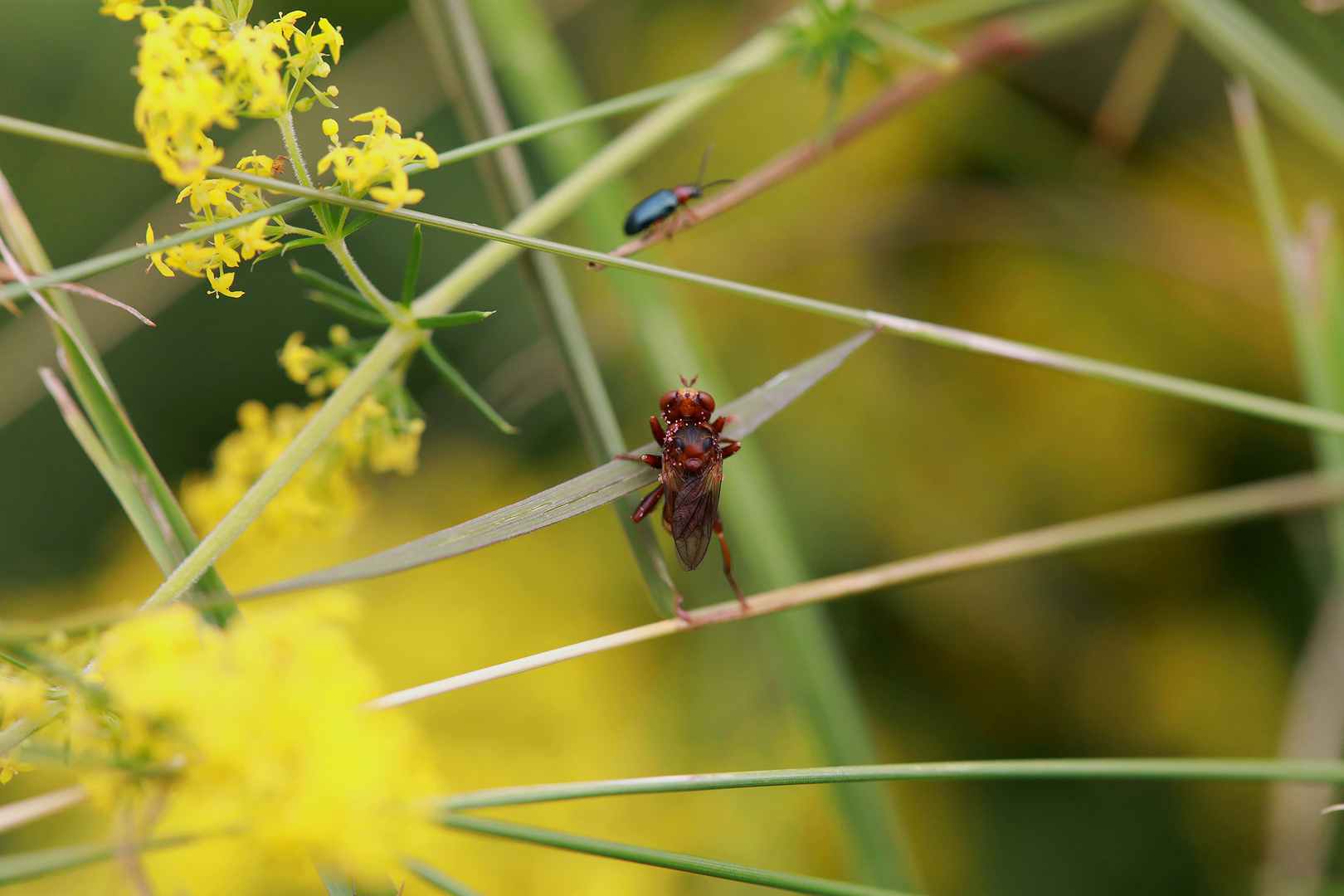 Wildbiene mit zwei Gesichtern