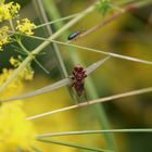 Wildbiene mit zwei Gesichtern