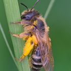 Wildbiene nach einem Pollenbad