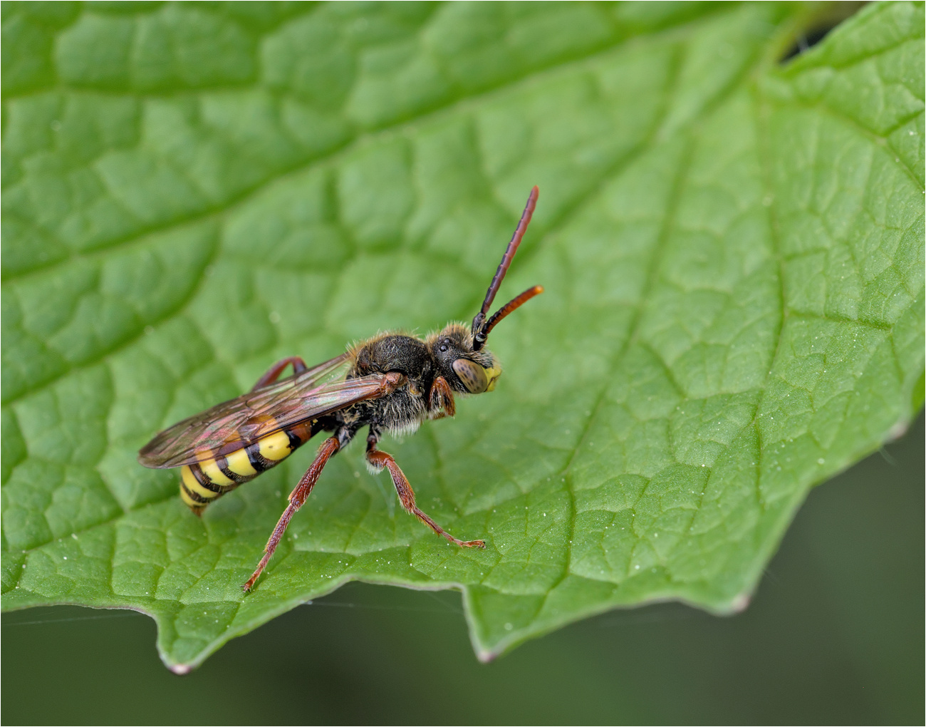 Wildbiene (Nomada spec.)