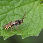 Wildbiene (Nomada spec.)