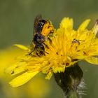 Wildbiene: Pollenshuttle