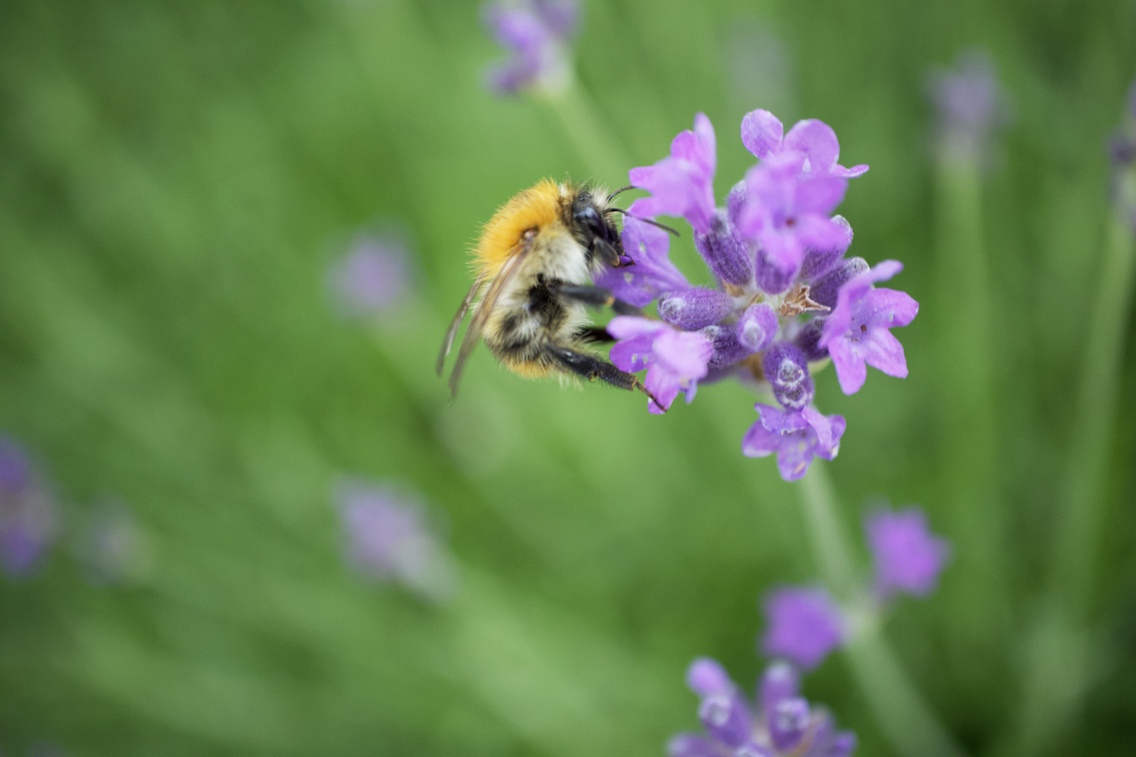 Wildbiene saugt am Lavendel auf Terrasse