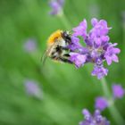 Wildbiene saugt am Lavendel auf Terrasse