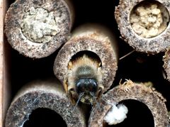 Wildbiene schaut aus ihrer Insektenhauswohnung